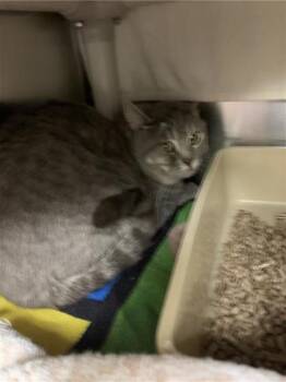 Andorre -  Domestic Short Hair Cat for Adoption in Montreal, Quebec - Andorre | PetCurious