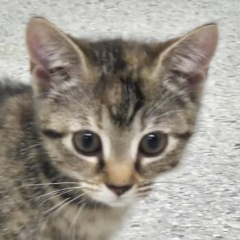 Sprout -  Domestic Medium Hair Cat for Adoption in Lexington, South Carolina - Sprout | PetCurious