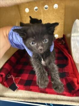 Rescue Domestic Short Hair Cats for Adoption in Woodland, California - A215546 | PetCurious
