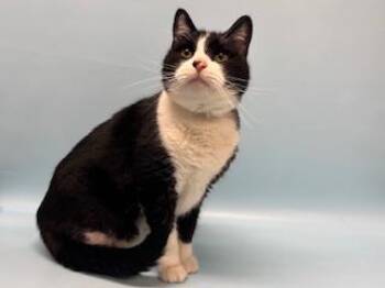 Hubert -  Domestic Short Hair Cat for Adoption in Golden Valley, Minnesota - Hubert | PetCurious