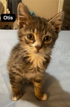 Otis -  Domestic Short Hair Cat for Adoption in Johnson City, Tennessee - Otis | PetCurious