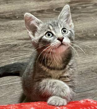 Tabby and Domestic Short Hair Cats Available for Adoption in Vaughan, Ontario - Carleton | PetCurious