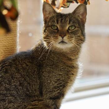 Gregory -  Domestic Short Hair Cat for Adoption in Naperville, Illinois - Gregory | PetCurious