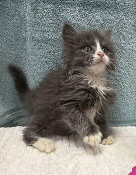 Domestic Long Hair and Domestic Short Hair Cats Available for Adoption in Wilkesboro, North Carolina - Slate | PetCurious