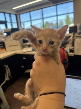 Ron Stoppable -  Domestic Short Hair Cat for Adoption in Atlanta, Georgia - Ron Stoppable | PetCurious