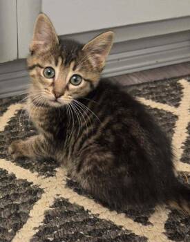 Mitre Beltz -  Domestic Short Hair Cat for Adoption in West Peoria, Illinois - Mitre Beltz | PetCurious