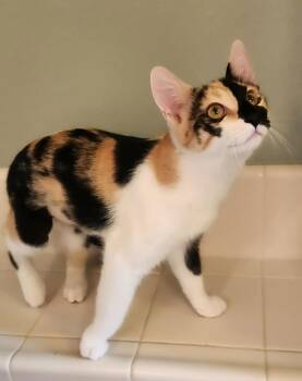 Calico Cats Available for Adoption - Dolly ( MP) | PetCurious