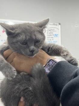 Domestic Short Hair Cats Available for Adoption - Vida | PetCurious