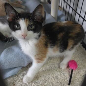 Carleen -  Domestic Short Hair Cat for Adoption in Jessup, Maryland - Carleen | PetCurious