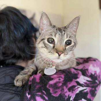 Domestic Short Hair Cats Available for Adoption in Ramona, California - Suki | PetCurious