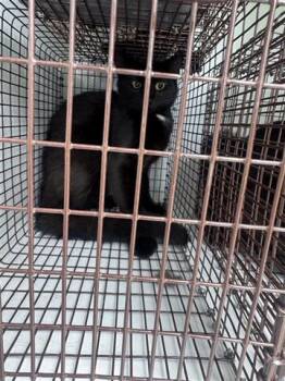 Domestic Short Hair Cats Available for Adoption in Houston, Texas - A655820 | PetCurious