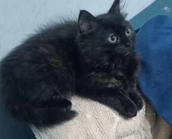 Persian and Calico Cats Available for Adoption in Brampton, Ontario - Miami | PetCurious