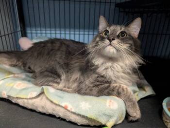 Shadow -  Domestic Medium Hair Cat for Adoption in Magnolia, Texas - Shadow | PetCurious