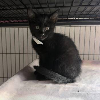 Joanne -  Domestic Short Hair Cat for Adoption in Birmingham, Alabama - Joanne | PetCurious