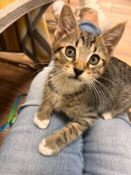 Atlas (bonded with Orion) -  Domestic Short Hair Cat for Adoption in Oakland, California - Atlas (bonded With Orion) | PetCurious