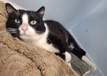 Tuxedo Cats Available for Adoption - Gourd | PetCurious