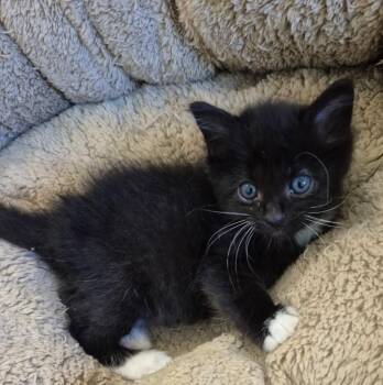 Rescue Domestic Short Hair Cats for Adoption in Philadelphia, Pennsylvania - Nuzzles | PetCurious