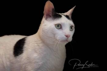 American Shorthair Cats Available for Adoption in Belton, Missouri - Morty | PetCurious