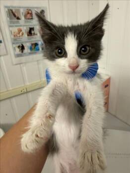 A228527 -  Domestic Short Hair Cat for Adoption in Woodland, California - A228527 | PetCurious
