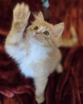 Rescue Domestic Medium Hair Cats for Adoption in Vine Grove, Kentucky - Apple | PetCurious