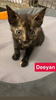 Deeyan -  Domestic Short Hair Cat for Adoption in North Arlington, New Jersey - Deeyan | PetCurious