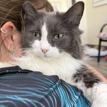 Mr. Jinggles -  Domestic Long Hair Cat for Adoption in Las Vegas, Nevada - Mr. Jinggles | PetCurious