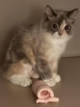 Sasparilla (Sassy) -  Domestic Medium Hair Cat for Adoption in Chandler, Arizona - Sasparilla (Sassy) | PetCurious