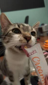 Stanko -  Domestic Short Hair Cat for Adoption in Winnipeg, Manitoba - Stanko | PetCurious