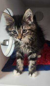 Kayla -  Domestic Medium Hair Cat for Adoption in Walnutport, Pennsylvania - Kayla | PetCurious