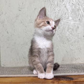Caramel -  Domestic Short Hair Cat for Adoption in Cumming, Georgia - Caramel | PetCurious