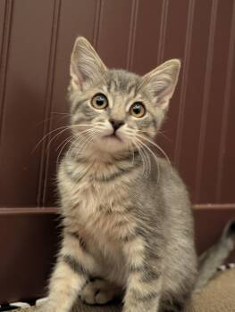 Kevin -  Domestic Short Hair Cat for Adoption in Diamond Springs, California - Kevin | PetCurious