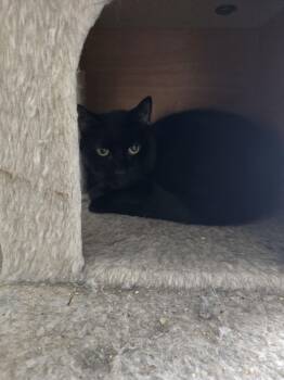 Domestic Short Hair Cats Available for Adoption - Smokey | PetCurious