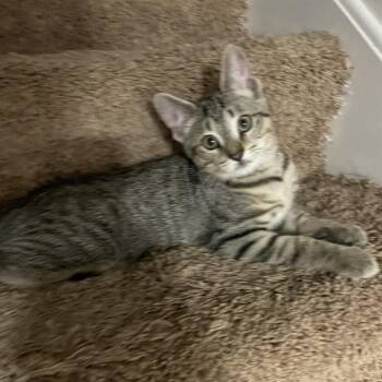 Ed -  Domestic Short Hair Cat for Adoption in Springboro, Ohio - Ed | PetCurious