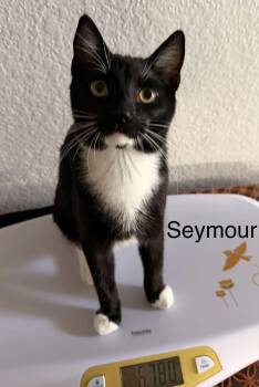 Seymour -  Domestic Short Hair and Tuxedo Cat for Adoption in Riverside, California - Seymour | PetCurious