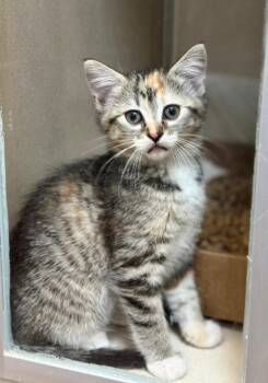 Domestic Short Hair Cats Available for Adoption in Loveland, Colorado - TINA | PetCurious