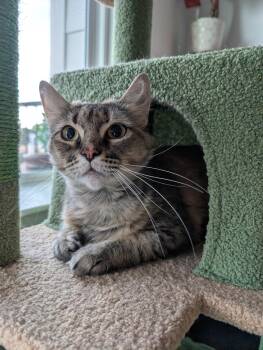 Marge -  Domestic Medium Hair Cat for Adoption in Pearland, Texas - Marge | PetCurious