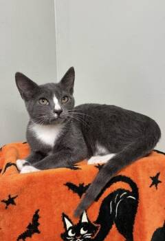 Indy -  Domestic Short Hair Cat for Adoption in Picayune, Mississippi - Indy | PetCurious