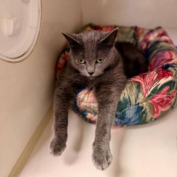 Mishka -  Domestic Short Hair Cat for Adoption in Corpus Christi, Texas - Mishka | PetCurious