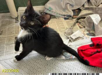 NAVAEH -  Domestic Short Hair Cat for Adoption in West Palm Beach, Florida - NAVAEH | PetCurious