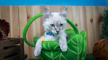 Elizabeth-Taylor -  Domestic Long Hair and Siamese Cat for Adoption in Lucas, Texas - Elizabeth-Taylor | PetCurious