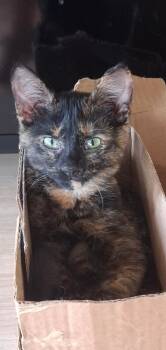 Laya -  Tortoiseshell Cat for Adoption in Muncie, Indiana - Laya | PetCurious