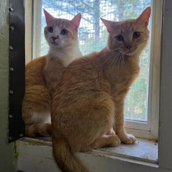 Domestic Short Hair Cats Available for Adoption in Eureka Springs, Arkansas - Hyde | PetCurious