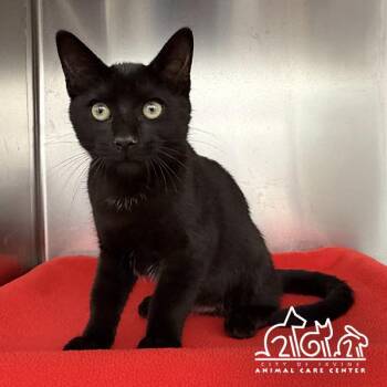 NORI -  Domestic Short Hair Cat for Adoption in Irvine, California - NORI | PetCurious