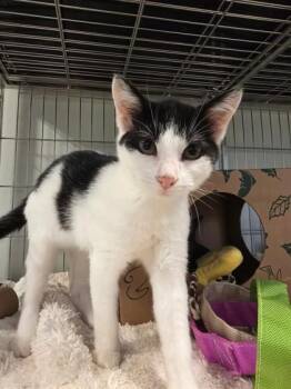 Roxas 935-26 -  Domestic Short Hair Cat for Adoption in Cumming, Georgia - Roxas 935-26 | PetCurious