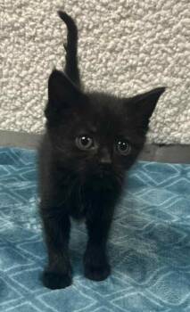 Rescue Domestic Short Hair Cats for Adoption in Lampasas, Texas - Sienna | PetCurious