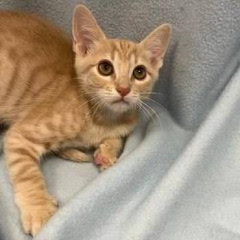 Marlin -  Tabby Cat for Adoption in Green Valley, Arizona - Marlin | PetCurious