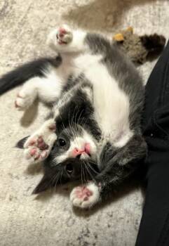 Stevie -  Domestic Short Hair Cat Available for Adoption in Reeseville, Wisconsin - Stevie | PetCurious
