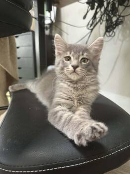 Dill -  Domestic Medium Hair Cat Available for Adoption in Tucson, Arizona - Dill | PetCurious