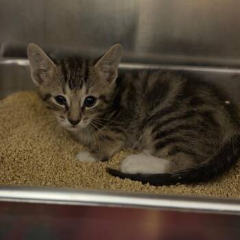 Billy -  Domestic Short Hair Cat for Adoption in Fort Smith, Arkansas - Billy | PetCurious