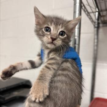 Domestic Short Hair Cats Available for Adoption in Edinburg, Texas - Coco Loco | PetCurious